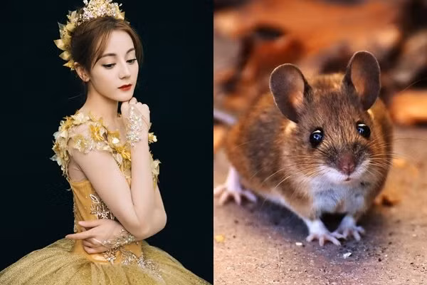 Đầu tuần sau, tuổi Tý cuối cùng cũng tìm được ánh sáng le lói để cải thiện cuộc sống. Người tuổi Tý nói ít làm nhiều, họ thường chứng minh thành công dựa vào thực lực.