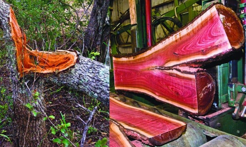 3. Gỗ Hồng Ngà. Đúng như tên gọi, gỗ Hồng Ngà có một màu sắc vô cùng đặc trưng với màu đỏ hồng nhạt rất đẹp và đây là loại gỗ quý đến từ Châu Phi. Chúng thường được sử dụng để sản xuất gậy bi-a, cán dao, đồ mỹ nghệ... Gỗ hồng ngà có nhiều màu từ hồng nhạt nâu, đến hồng sáng, gần như neon, đến đỏ đậm. Tuy nhiên đắt nhất vẫn là các thân gỗ có màu rực rỡ nhất.