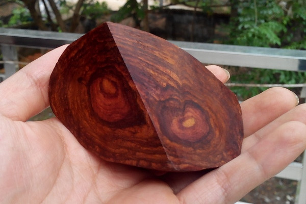 Ngoài ra, nhiều người còn quan niệm rằng nếu như đóng quan tài bằng gỗ Sưa có khả năng giữ được xác lâu, không bị phân hủy. Cùng với đó, gỗ Sưa thường gắn với các điển tích của Phật giáo, do đó ngày nay người ta làm những xâu tràng hạt gỗ sưa với giá hàng nghìn USD.