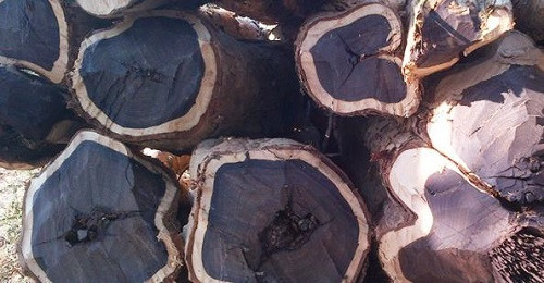 Gỗ mun được sử dụng để làm những món đồ nội thất không bị mối mọt hay mục, vô cùng bền bỉ. Gỗ mun càng sử dụng lâu thì sẽ càng sáng bóng, rất khó bị cong vênh hay trầy xước, do đó loại gỗ này rất được ưa chuộng để làm nội thất.