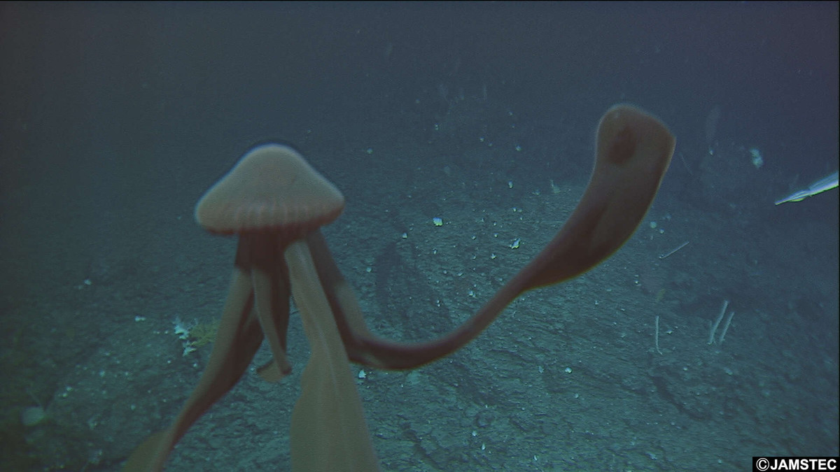 Các nhà nghiên cứu ước tính loài sứa này trung bình dài hơn 5 m, nhiều con dài hơn 10 m.