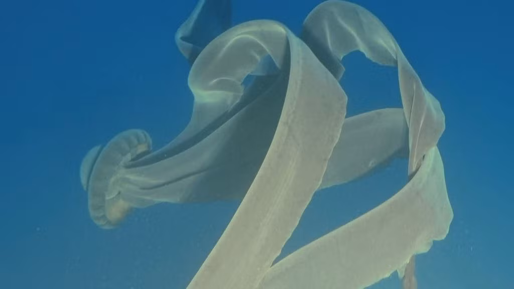 Một lý giải khác là do dòng hải lưu ở Nam Cực đã cuốn những con sứa ma từ đáy biển lên gần mặt biển.