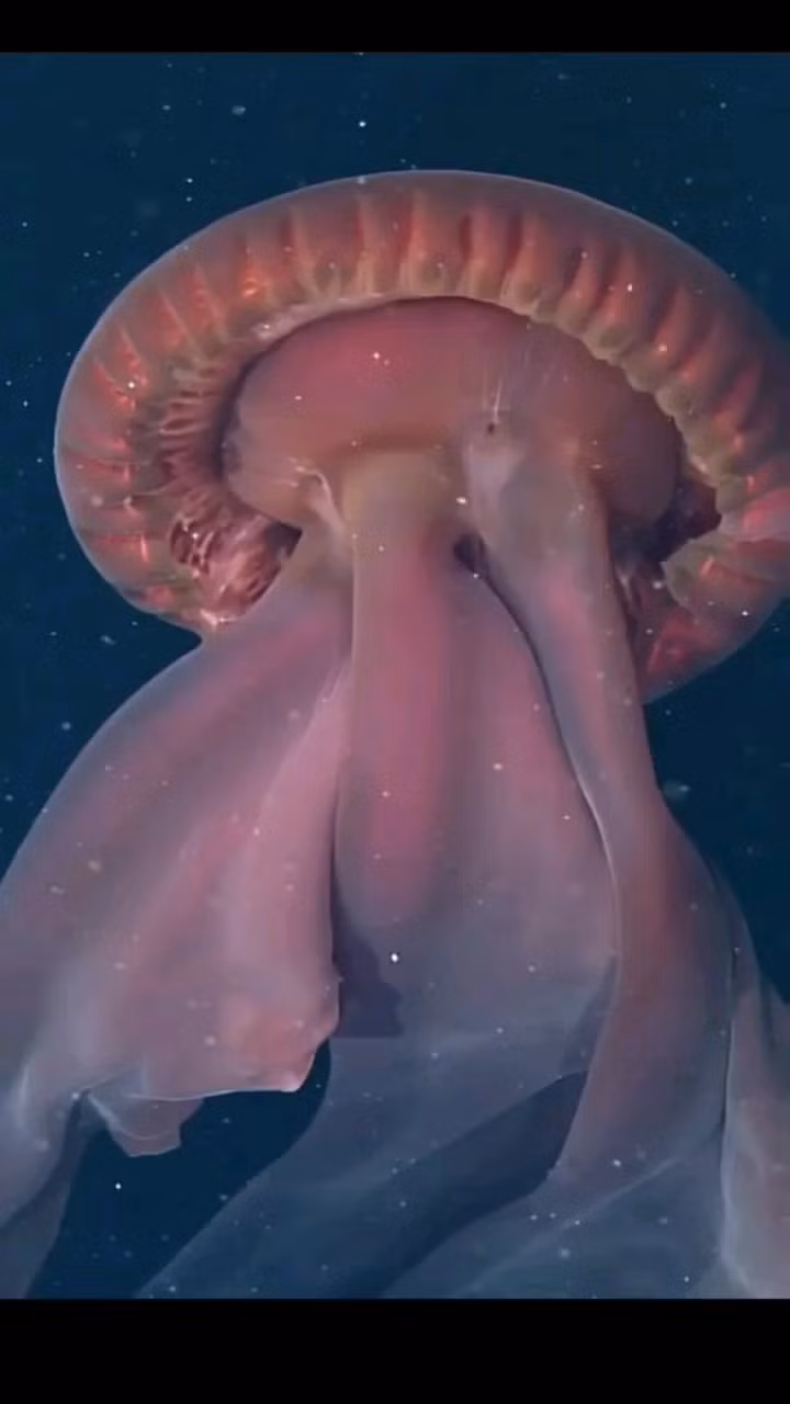 Theo các nhà nghiên cứu, có thể là do sứa bơi lên cao hơn để tiếp xúc với bức xạ tia cực tím, thứ sẽ loại bỏ ký sinh trùng trên cơ thể chúng.