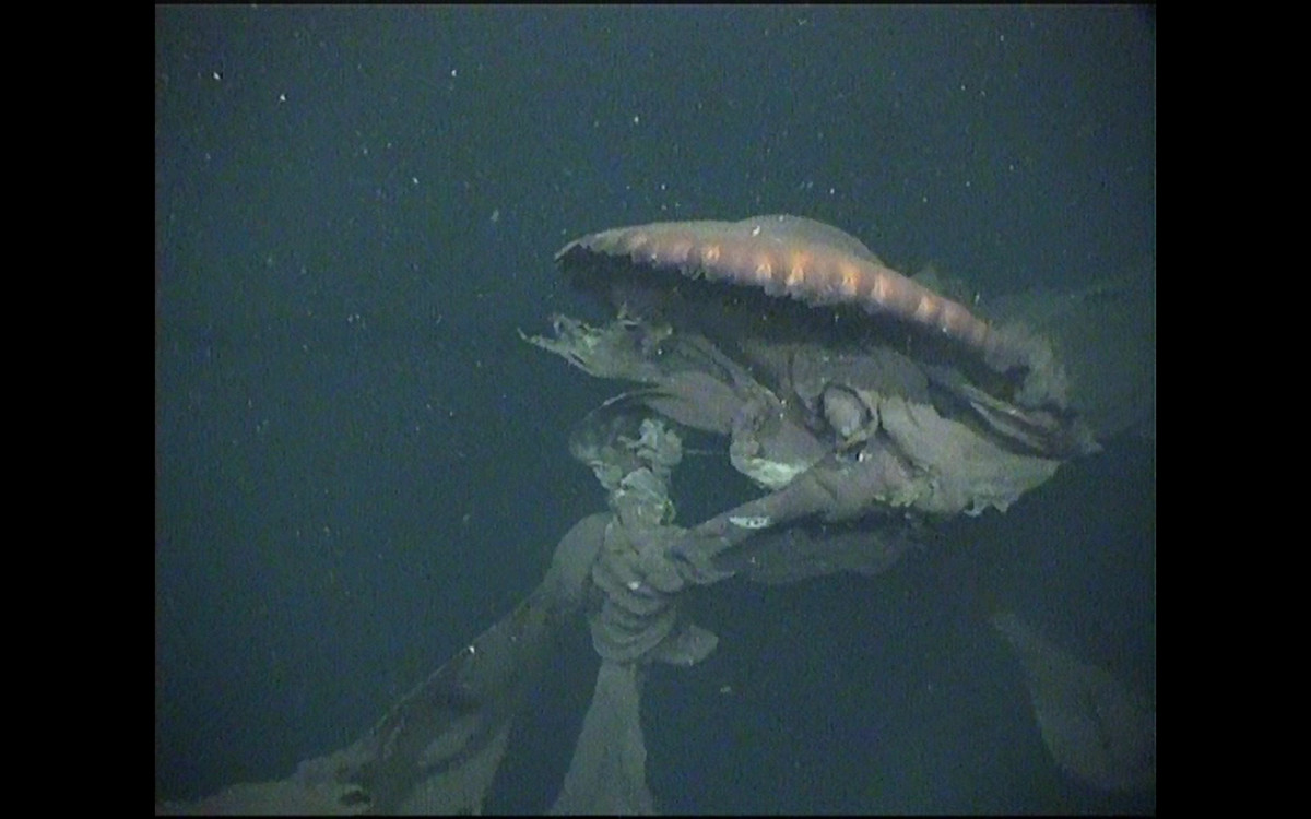 Moore hy vọng rằng những quan sát của họ sẽ giúp hiểu rõ hơn về cuộc sống của loài sứa ma khổng lồ.