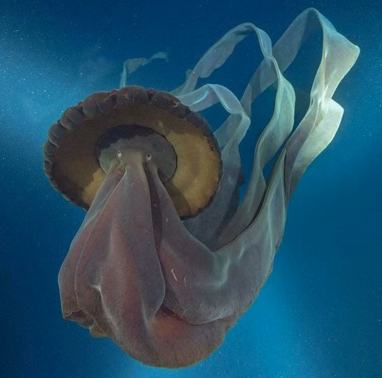 Moore cho biết: "Quan sát thấy con sứa bơi khá chậm, nhẹ nhàng rung chuông để tạo lực đẩy. Chúng dường như không thể hiện bất kỳ phản ứng nào đối với ánh sáng của tàu lặn hoặc với sự hiện diện của chúng tôi."