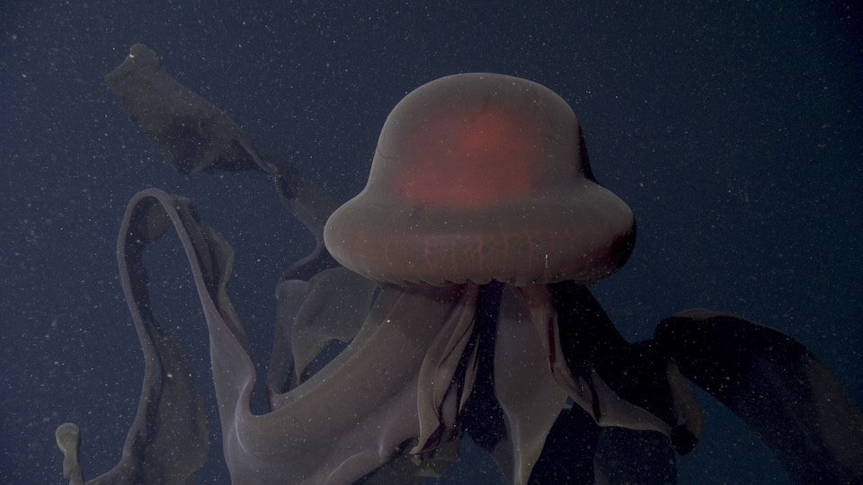 Sứa ma khổng lồ sống ở mọi đại dương trừ Bắc Băng Dương. Tuy nhiên, vì chúng thường bơi sâu dưới bề mặt nên con người hiếm khi nhìn thấy chúng.