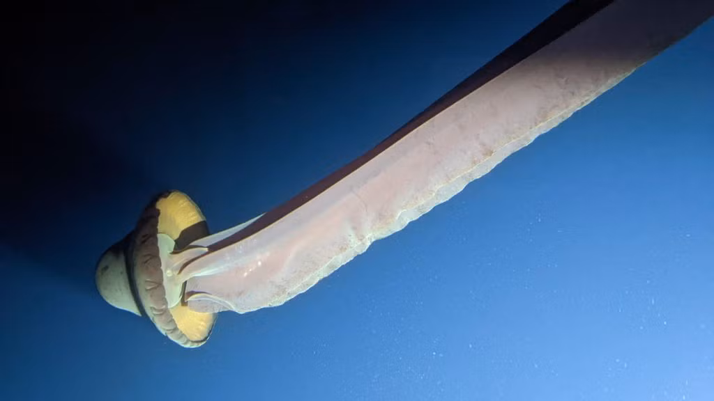  Sứa ma khổng lồ (Stygiomedusa gigantea), một trong những loài săn mồi không xương sống lớn nhất dưới biển sâu, đã được bắt gặp bởi những vị du khách khi họ đang đi trên một chiếc tàu lặn do công ty điều hành tàu du lịch Viking triển khai vào đầu năm 2022.