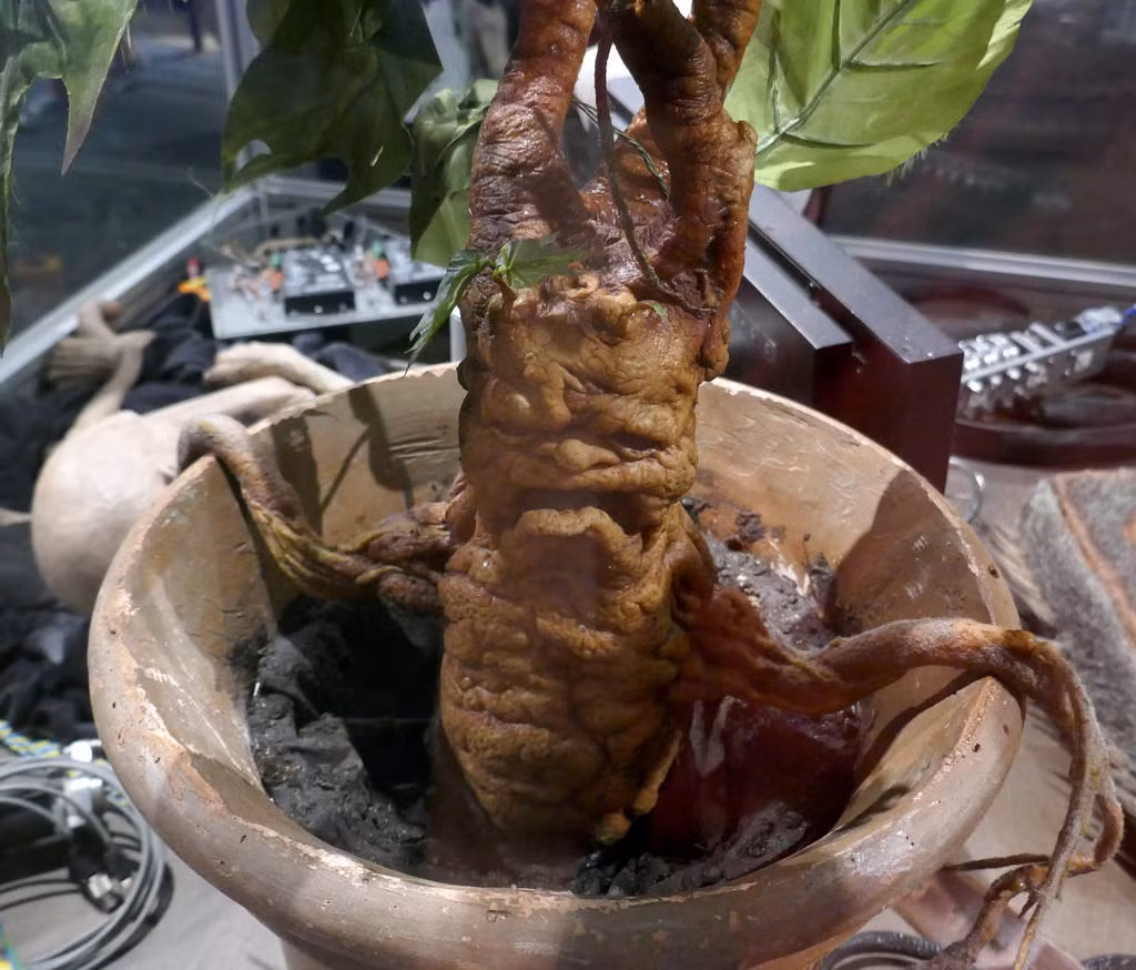 6. Mandrake. Khác với những trường hợp kể trên, Mandrake chỉ là một cái cây. Cây Mandrake được tìm thấy ở vùng Địa Trung Hải.