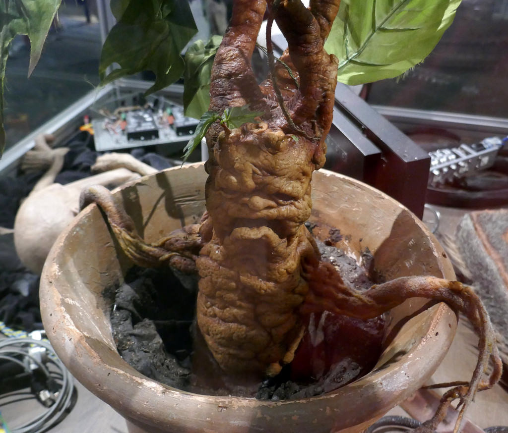 6. Mandrake. Khác với những trường hợp kể trên, Mandrake chỉ là một cái cây. Cây Mandrake được tìm thấy ở vùng Địa Trung Hải.
