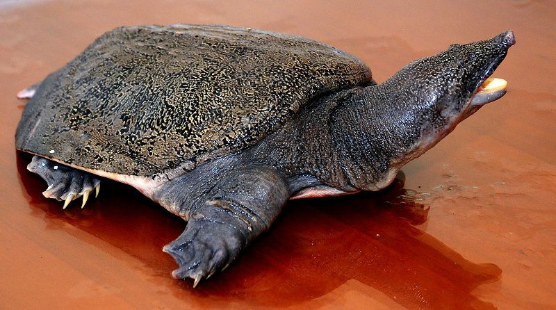 2. Hạn chế sát sinh các con vật. Đặc biệt không ăn thịt chó, thịt mèo, ba ba, rùa, rắn, cá chép trong tháng 7 âm này.