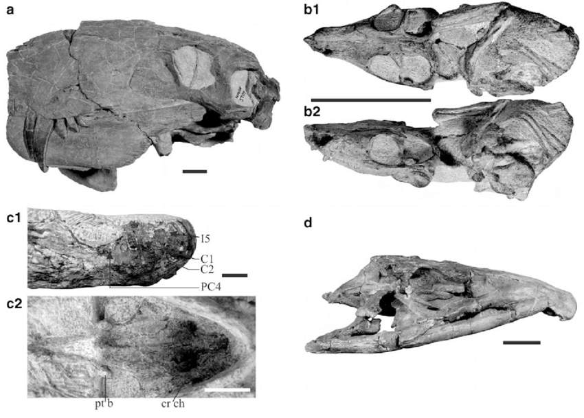 Chúng có mắt đỉnh, hay con mắt thứ ba, cơ quan cảm nhận ánh sáng giúp động vật máu lạnh biết thời gian trong ngày để giải phóng hoocmon hỗ trợ điều hòa thân nhiệt. Máu lạnh có nghĩa là chúng ít hoạt động hơn động vật có vú. Bộ não của chúng cũng giống bò sát hơn với não sau lớn hơn não trước.