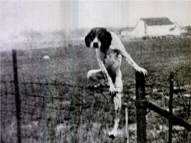 Bức ảnh con chó leo hàng rào này khiến nhiều người mất ăn mất ngủ vì bị ám ảnh.