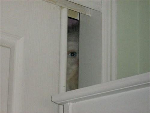 Không rõ đây là bức ảnh chụp sinh vật gì nhưng chắc chắn đã khiến hồn vía của nhiều người lên mây.