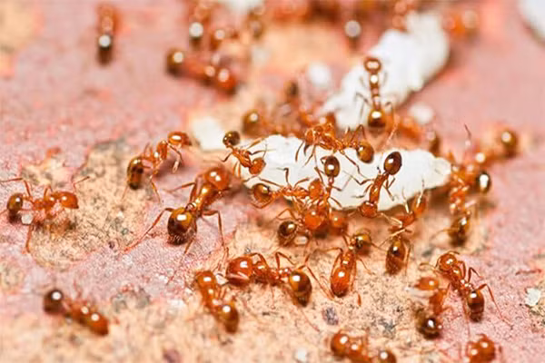 Để làm no kiến replete, kiến thợ mạo hiểm ra ngoài vào ban đêm để kiếm thức ăn. Côn trùng chết cung cấp chất đạm và chất béo. Thực vật sa mạc cho chúng mật hoa ngọt ngào. Bữa tối cũng có thể là mật hoa nhân tạo màu đỏ, nếu con người nuôi kiến làm thú cưng.