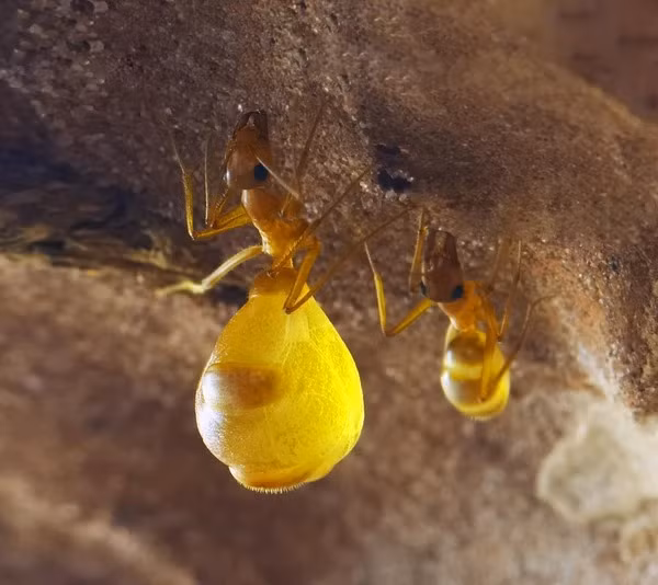 Những con kiến được chọn làm bể chứa thức ăn được gọi chung là kiến replete. Để cung cấp thức ăn cho đồng loại đang đói, kiến replete bụ bẫm mở rộng hàm dưới và nhả ra một giọt chất lỏng nhỏ để đối phương nuốt. Khi chất lỏng chảy ra, bụng của nó xẹp xuống. Toàn bộ quá trình diễn ra trong lúc kiến replete treo lơ lửng bằng phần đầu của các chân. Vậy làm thế nào chúng lại trở thành những bể chứa sống như vậy?