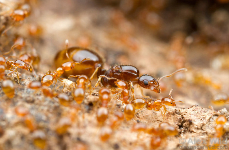 Tất cả bắt đầu từ con kiến cái khổng lồ - kiến chúa. Toàn bộ số kiến thợ trong đàn đều là con gái của nó. Nó đẻ hàng nghìn quả trứng nhỏ màu trắng.