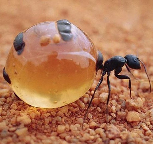 1. Kiến mật, là tên gọi chung của một nhóm các loài kiến trong Họ Formicidae, chúng sống ở những nơi có khí hậu nóng và khô cằn ở châu Phi, các hoang mạc ở Mỹ, Mexico hay Úc. Ngoài ra người ta cũng ghi nhận chúng xuất hiện ở những vùng có khí hậu tương đối mát mẻ (nhưng phần lớn trong năm vẫn là nắng nóng).