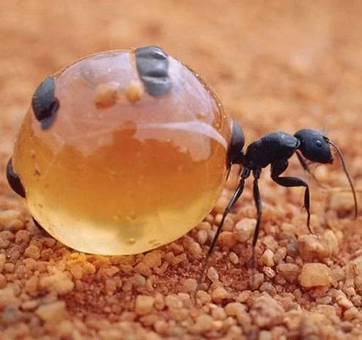 1. Kiến mật, là tên gọi chung của một nhóm các loài kiến trong Họ Formicidae, chúng sống ở những nơi có khí hậu nóng và khô cằn ở châu Phi, các hoang mạc ở Mỹ, Mexico hay Úc. Ngoài ra người ta cũng ghi nhận chúng xuất hiện ở những vùng có khí hậu tương đối mát mẻ (nhưng phần lớn trong năm vẫn là nắng nóng).