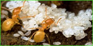 Kiến thợ chăm sóc trứng cho đến khi chúng phát triển thành các ấu trùng ngọ nguậy, sau đó thành nhộng bọc trong những chiếc kén xù. Khi đó, chúng sẽ chọn những “em bé” sơ sinh to nhất để nhồi nhét đến khi chúng căng phồng thành replete.