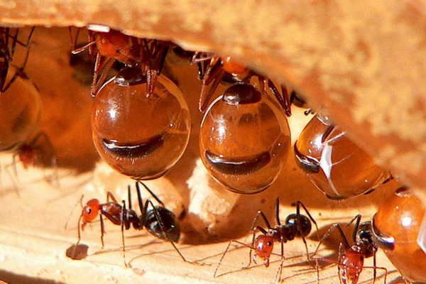 Chính vì sống ở những nơi khắc nghiệt thiếu thốn thức ăn và nguồn nước trong hầu hết năm, mà nhóm kiến này đã tiến hóa một cách lưu trữ thức ăn vô cùng độc đáo.