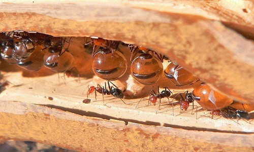 Mật hoa chảy vào một chiếc túi gọi là diều. Diều sẽ phồng lên thành bể chứa do các van ngăn phần lớn chất lỏng chảy vào dạ dày, nơi chất lỏng sẽ bị tiêu hóa.