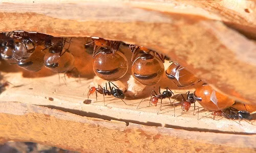 Mật hoa chảy vào một chiếc túi gọi là diều. Diều sẽ phồng lên thành bể chứa do các van ngăn phần lớn chất lỏng chảy vào dạ dày, nơi chất lỏng sẽ bị tiêu hóa.