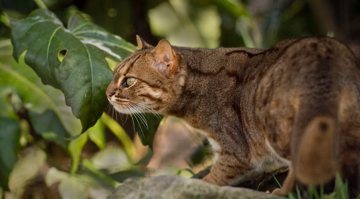 Mắt của mèo đốm gỉ có thị lực gấp gần 6 lần so với mắt người. Đây là lợi thế giúp chúng có thể tia thấy con mồi trong một thời gian ngắn và cũng giúp chúng khám phá thế giới rộng lớn xung quanh.