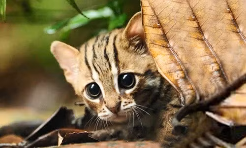 Mèo đốm gỉ sinh sống ở Châu Á, chủ yếu được tìm thấy ở Ấn Độ và Sri Lanka và gần đây nhất chúng được phát hiện là có tồn tại ở Nepal.