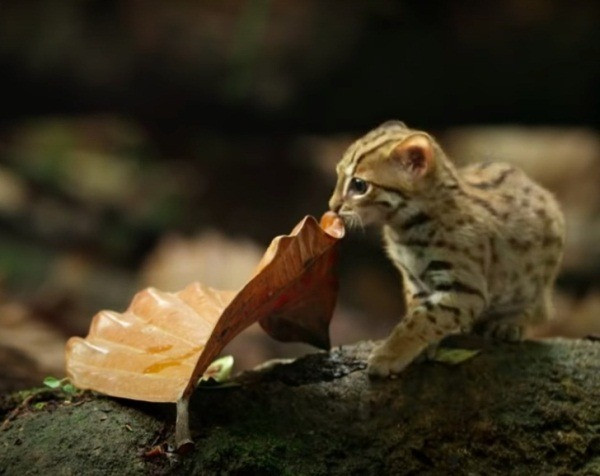 Mèo đốm gỉ có kích thước vô cùng nhỏ nhắn và ngoại hình đáng yêu. Một con đực trưởng thành trông hệt một chú mèo con, thậm chí nếu bạn bế nó lên nó có thể nằm gọn trong lòng bàn tay của bạn.