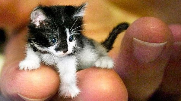 Trong khi đó bụng dưới của chúng lại là màu trắng và điểm những đốm lớn tối màu hơn.