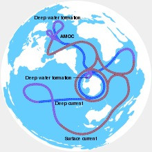 AMOC hoạt động như một băng chuyền toàn cầu không ngừng, di chuyển oxy, chất dinh dưỡng, carbon và nhiệt trên khắp Trái Đất. Nó làm cho nước ấm và mặn từ phía nam chảy về phía bắc, giúp làm mát và chìm nước tại vùng nước ở vĩ độ cao hơn, giải phóng nhiệt vào khí quyển.
