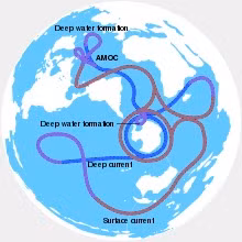 AMOC hoạt động như một băng chuyền toàn cầu không ngừng, di chuyển oxy, chất dinh dưỡng, carbon và nhiệt trên khắp Trái Đất. Nó làm cho nước ấm và mặn từ phía nam chảy về phía bắc, giúp làm mát và chìm nước tại vùng nước ở vĩ độ cao hơn, giải phóng nhiệt vào khí quyển.