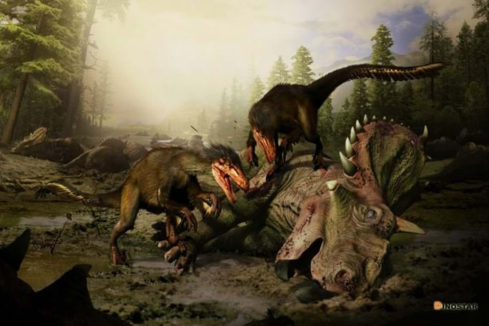 Chúng cũng có lông bao phủ khắp cơ thể và có khả năng là những kẻ săn mồi đơn độc, chúng dùng móng vuốt lớn kẹp chặt con mồi xuống đất, giống như cách các loài chim săn mồi ngày nay vẫn làm. Loài Velociraptor cũng có khứu giác và thị giác vô cùng nhạy bén, chúng có thể là loài hoạt động về đêm.