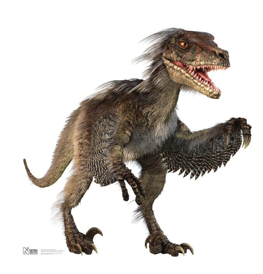 5. Velociraptor. Khủng long móng vuốt Velociraptor được cho là một trong những loài khủng long săn mồi tích cực vô cùng quan trọng trong kỷ Creta muộn. Khủng long móng vuốt Velociraptor có lẽ là một trong những loài dromaeosaurid được biết đến nhiều nhất qua một số mẫu vật được khai quật.
