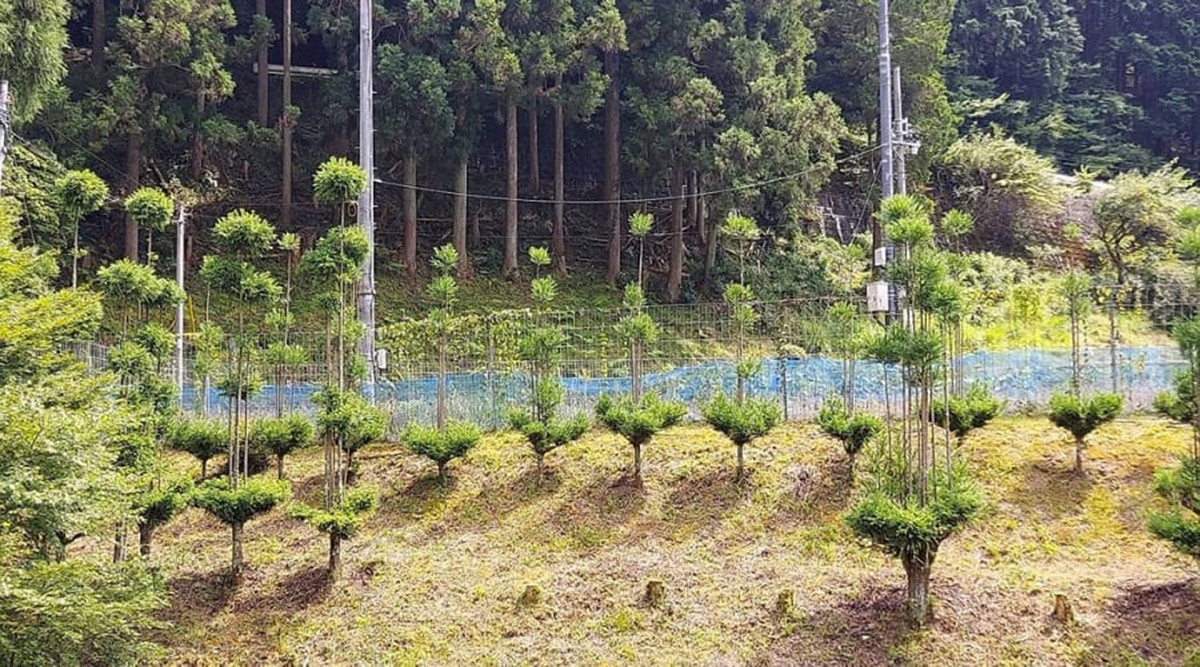 Không chỉ có lợi trong việc bảo vệ môi trường, các cây trồng sử dụng phương pháp Daisugi còn thu hút nhiều khách du lịch nhờ vào hình dạng độc đáo của mình.