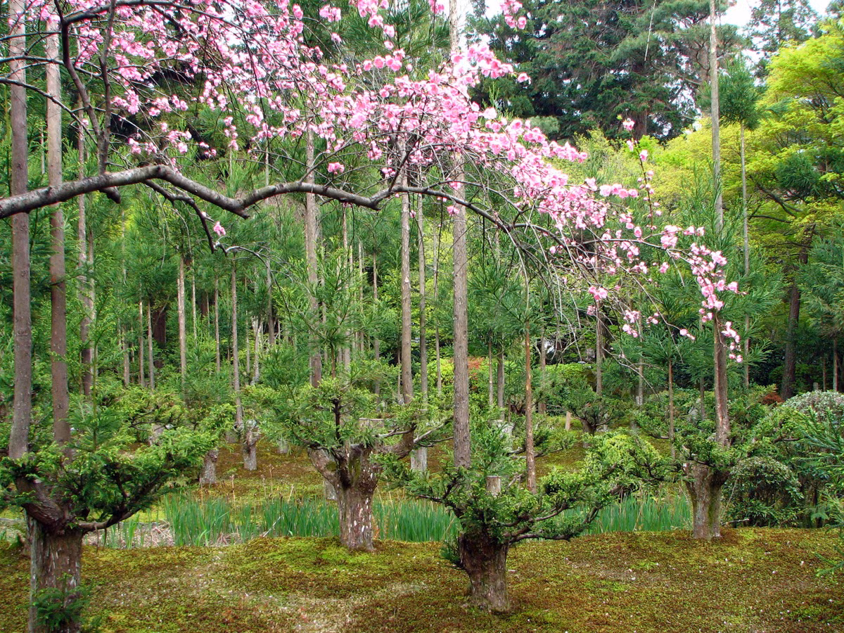 Gỗ của cây tuyết tùng vừa bền lại vừa dễ chế tác nên chúng được sử dụng rộng rãi trong kiến trúc Nhật Bản hàng trăm năm qua. Theo đó, cây tuyết tùng Nhật sẽ được cắt tỉa cẩn thận bằng tay hai năm một lần, chỉ để lại những nhánh mọc tốt nhất trên cùng để đảm bảo chúng mọc theo chiều thẳng đứng. Việc thu hoạch các nhánh sẽ mất khoảng 20 năm và mỗi gốc cây mẹ có thể tạo ra đến 100 cây con.
