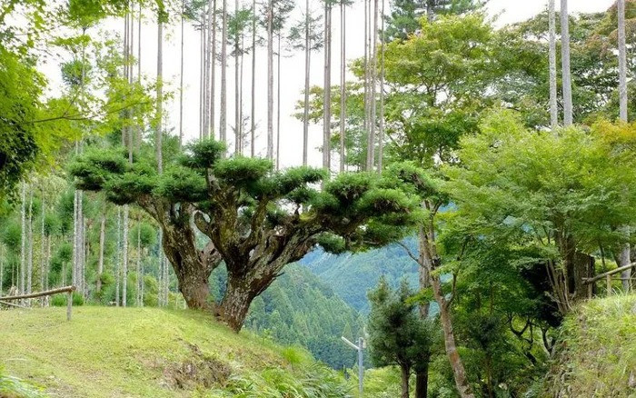 Nạn cháy rừng hoành hành cùng với việc các tảng băng đang tan chảy nhanh chóng khiến chuyên gia lo ngại rằng nhiệt độ của Trái Đất tiếp tục gia tăng ngoài tầm kiểm soát. Vì vậy, việc trồng lại các khu rừng đã bị tàn phá trên thế giới là một giải pháp khả thi cho cuộc khủng hoảng.