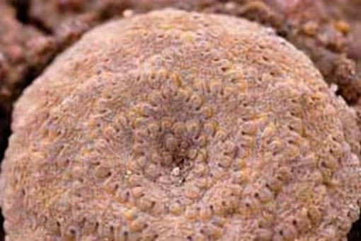 Viola longibracteolata là loài đặc hữu của tỉnh Arequipa, sống ở những nơi có đất đá lạnh trên độ cao hơn 5.000 m so với mực nước biển.