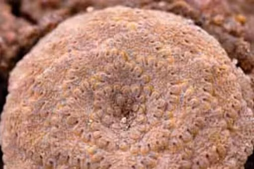 Viola longibracteolata là loài đặc hữu của tỉnh Arequipa, sống ở những nơi có đất đá lạnh trên độ cao hơn 5.000 m so với mực nước biển.