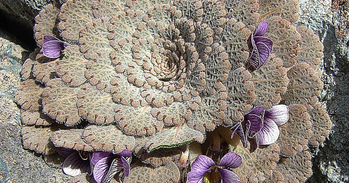 Màu sắc và hình dạng giúp chúng hòa lẫn với môi trường xung quanh.