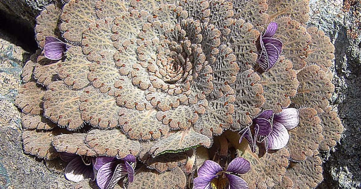 Màu sắc và hình dạng giúp chúng hòa lẫn với môi trường xung quanh.