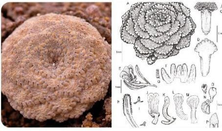 Chúng đều là cây thân thảo lâu năm, bề ngoài khá nhiều lông, mọc thành hình hoa thị với những bông hoa nhỏ.