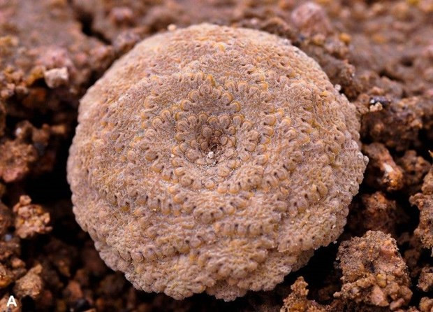 Phân chi này tập hợp các loài chủ yếu sống tại những vùng xa xôi trên dãy Andes ở độ cao cực lớn.