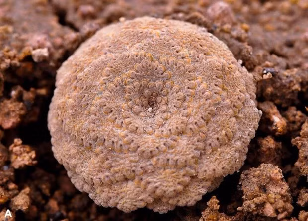 Phân chi này tập hợp các loài chủ yếu sống tại những vùng xa xôi trên dãy Andes ở độ cao cực lớn.