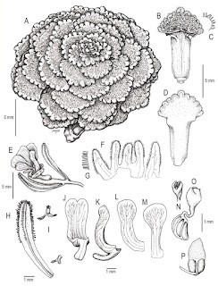 Viola ornata là loài đặc hữu của vùng Moquegua, phát triển ở độ cao từ 4.650 đến 4.970 m trong đất đông lạnh, loại đất chịu chuỗi đóng băng và tan băng suốt cả ngày.