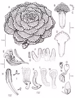 Viola ornata là loài đặc hữu của vùng Moquegua, phát triển ở độ cao từ 4.650 đến 4.970 m trong đất đông lạnh, loại đất chịu chuỗi đóng băng và tan băng suốt cả ngày.