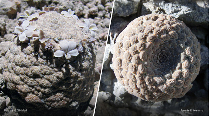 Hai loài thực vật mới có tên là "Viola ornata" và "Viola longibracteolata" thuộc phân chi Neo-andinium trong chi Viola (chi Hoa Tím), hiện có 15 loài ở Peru.