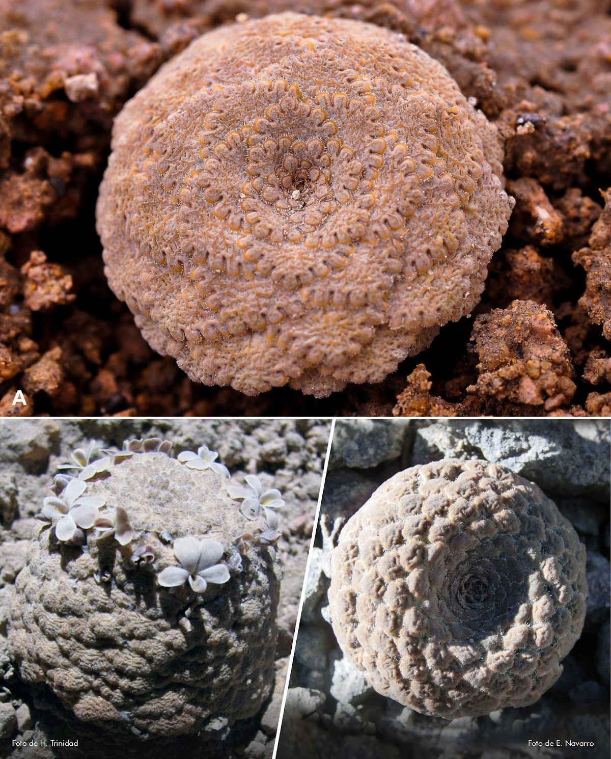 Hai loài mới đều được tìm thấy ở phía nam Peru.