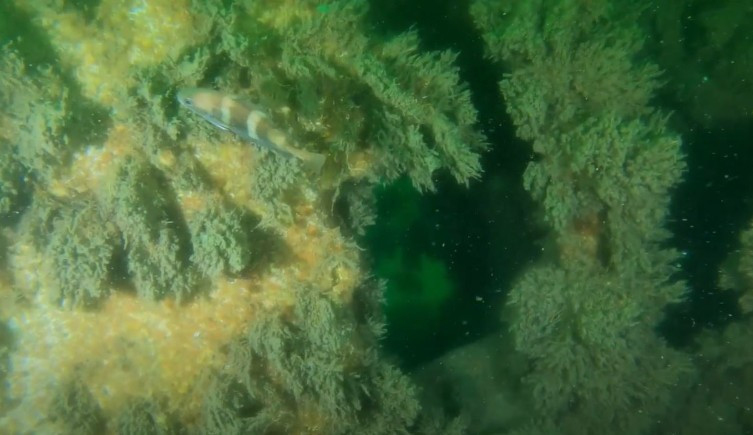 Ngoài xác tàu, Biển Bắc còn chứa tới 1,6 triệu tấn đạn dược như đạn pháo và bom được ném xuống sau khi chiến tranh thế giới kết thúc. Chất nổ này và các tác nhân chiến tranh hóa học khác có thể gây độc hại cho sinh vật xung quanh. Những sản phẩm dầu mỏ cũng được biết là ảnh hưởng đến sự phát triển, sinh sản và ăn uống sinh vật biển.