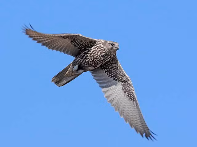 Cắt Bắc Cực sẽ giết chết con mồi trên mặt đất dù đó là chim hay động vật có vú.